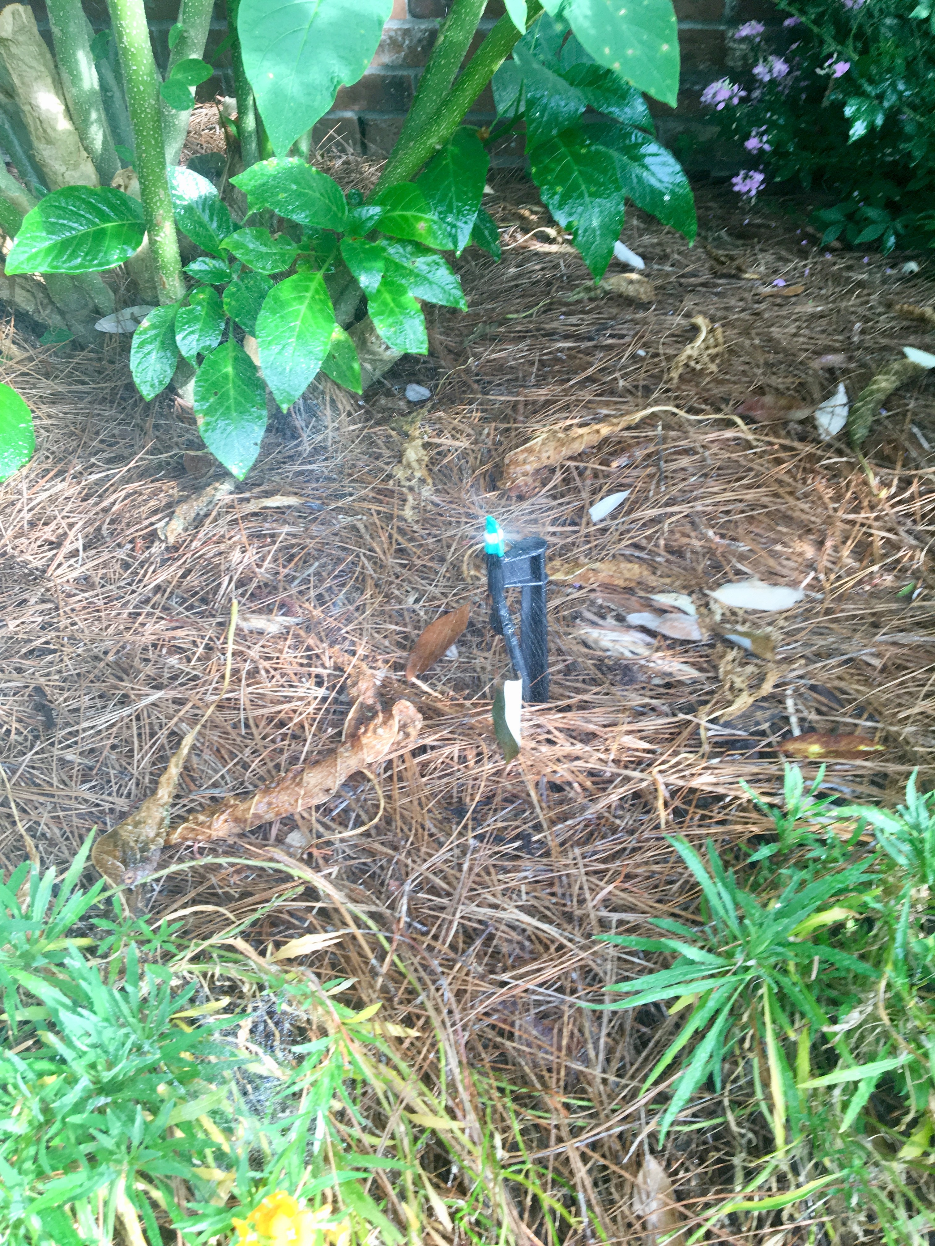 Irrigation.